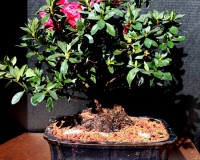 Lousbonsai Red Flowering Azaela Bonsai Tree
