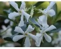 One Gallon Jasmine Vine Leaf