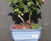 Lantana Flowering Bonsai Tree