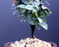 Red Petite Ixora Bonsai Tree Large