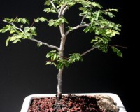 Divi Divi Indoor Bonsai Tree Medium (Call for availability)