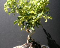Hawaiian Umbrella Varigated Indoor Bonsai Tree