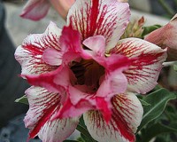 MINTRA DESERT ROSE RARE SEEDS