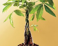 Large Braided Money Bonsai Tree By Loubonsai
