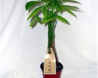Braided Money Bonsai Tree in training pot
