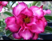 Moungtrapjaroun Desert Rose Seeds (5)