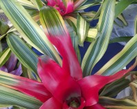 NEO STAYS IN COLOR BROMELIAD ALL YEAR ROUND PURPLE FLOWERS