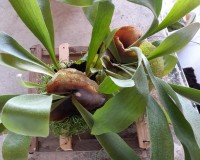 Staghorn fern on cedar mount