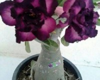 Purple Desert Rose seeds Germinate 3-4 weeks