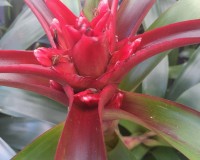 Deep Orange Bromeliad #1 grade