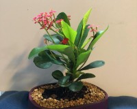 Red crown of thorns bonsai tree in 8inch pot loves sun and dry soil
