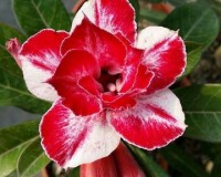 Rare Red and White blooms on this Desert Rose