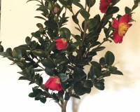 Camellia bonsai Yuletide