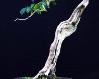 CHECK OUT THIS AMAZING BONSAI TREE FROM AROUND THE WORLD