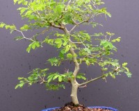 Brazilian Raintree Bonsai Tree 11yrs