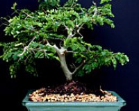 Brazilian Raintree Bonsai Tree 9yrs