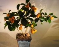 Dwar Citrus Orange Calamondin bonsai tree