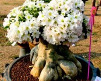 Tiara Bonsai Medan › Photos › Adenium