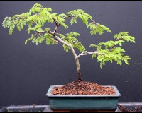 Divi Divi Indoor Bonsai Tree Large
