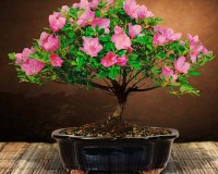 Pink flowering Medium azalea bonsai tree