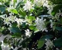 Jasmine Confederation Gallon