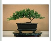 Juniper Bonsai Medium Bonsai Tree 8yrs Old