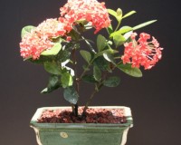 Orange Petite Ixora Bonsai Tree Large