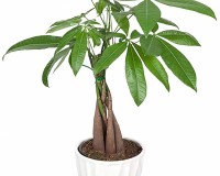 Braided money tree.  We have different colors