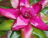 Blooming Neo and purple flowers