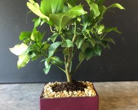 Real Lemon bonsai tree !  Ships in Florida