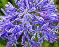 Blue Flowering Niles.  What blooms One gallon