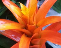 Orange Bromeliad Deep Orange