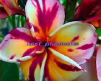 Plumeria name:  PLUMERIA SEEDS (Suriya)     Type: Seeds