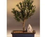 Pod carpus Pine Bonsai Tree.