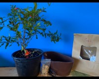 Dwarf pomegranate bonsai kit