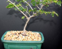 Powderpuff Bonsai 2 Medium Bonsai Tree By Lousbonsai