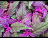 purple passion