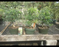 Prebonsai Brazilian Raintree Bonsai Tree