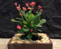 red crown thorns
