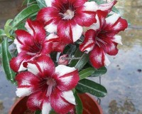 Deep Red White blooms Desert Rose Seeds 3-4 week Germinate