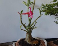 Desert Rose bonsai Loves sun and dry dry soil