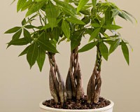 Braided money bonsai tree 3 planting