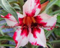 Wawman red hints of white. Desert Rose Seeds (5)