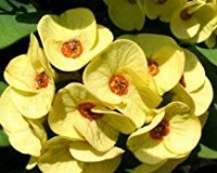 RED crown of thorns in 5 inch training pot