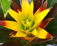 New yellow red green bromeliad