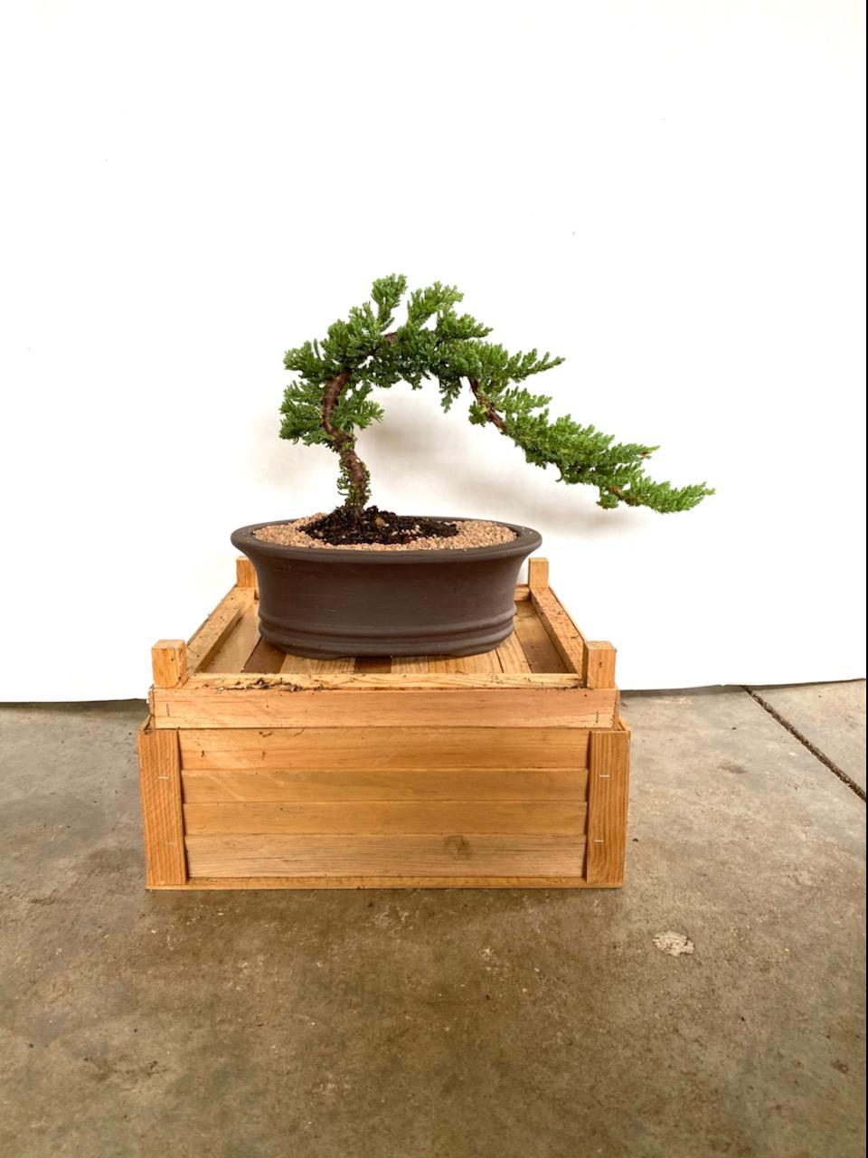 Beginner traditional Juniper bonsai tree